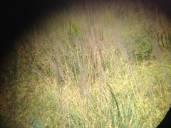 Euplectes franciscanus
