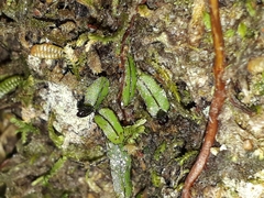 Hymenophyllum armstrongii