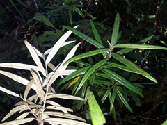 Corokia buddleioides