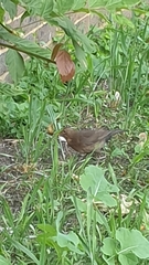 Turdus merula