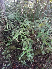 Corokia buddleioides