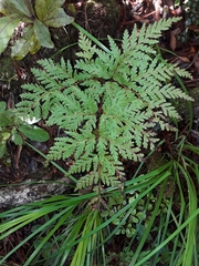 Loxsoma cunninghamii