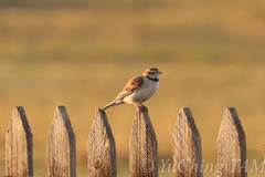 Melanocorypha mongolica