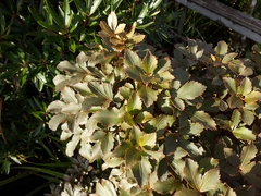 Pseudopanax discolor
