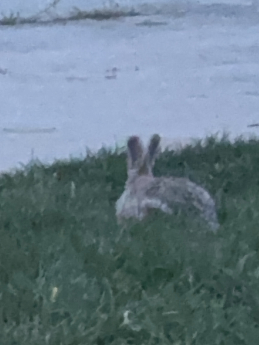 iNaturalist observation 2024-09-16