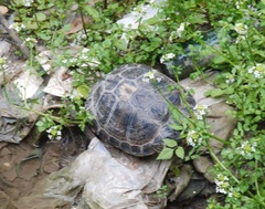Trachemys scripta