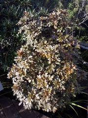 Pseudopanax discolor