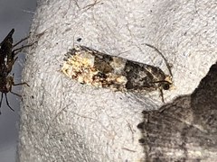 Pseudosciaphila duplex