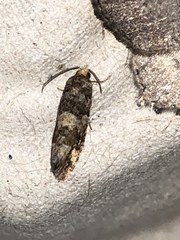 Pseudosciaphila duplex