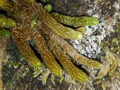 Cladomnion ericoides