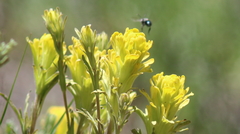Castilleja praeterita