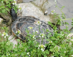 Trachemys scripta