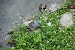 Trachemys scripta