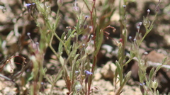 Allophyllum gilioides violaceum
