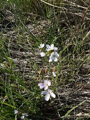 Cardamine pratensis