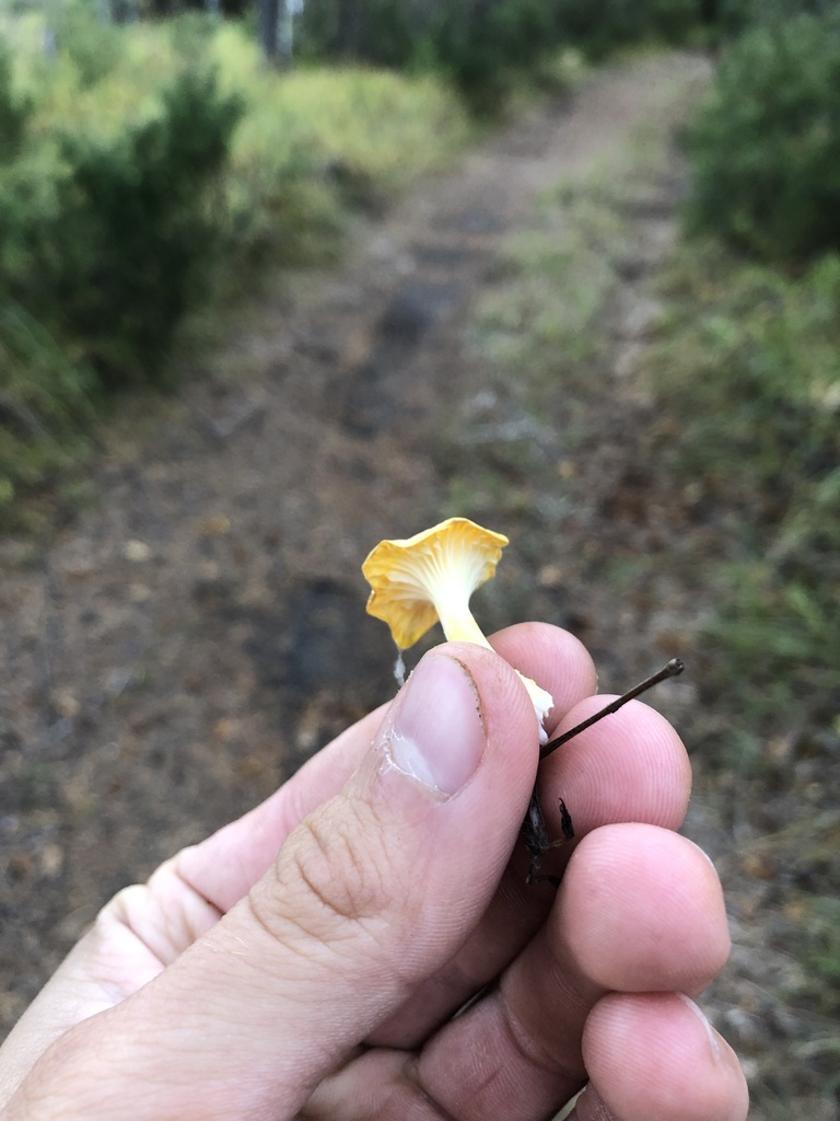 Cantharellus cibarius · September 2024 · photo: © ro_ko (iNaturalist, cc-by)