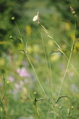 Scabiosa ochroleuca