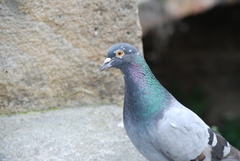 Columba livia domestica