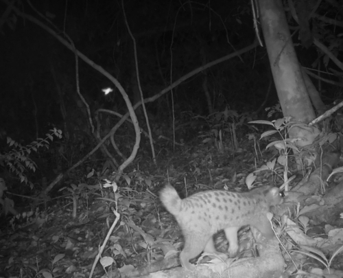 African Palm-civet
