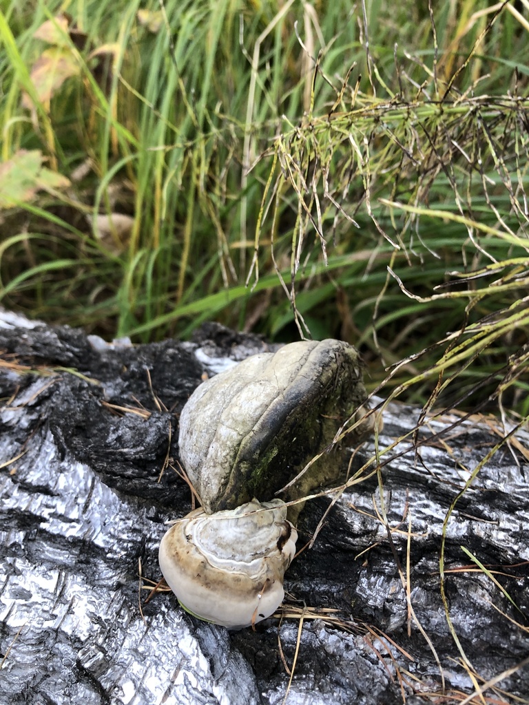 Fomes fomentarius · September 2024 · photo: © ro_ko (iNaturalist, cc-by)