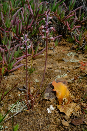 Lachenalia moniliformis