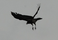 Corvus cornix