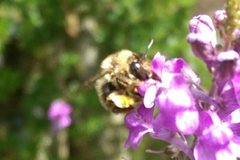 Anthophora furcata