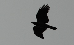 Corvus cornix