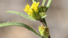 Orochaenactis thysanocarpha