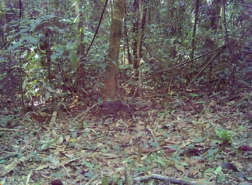 Western blue duiker