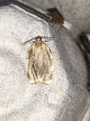 Choristoneura fractivittana