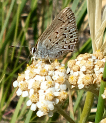 Satyrium behrii