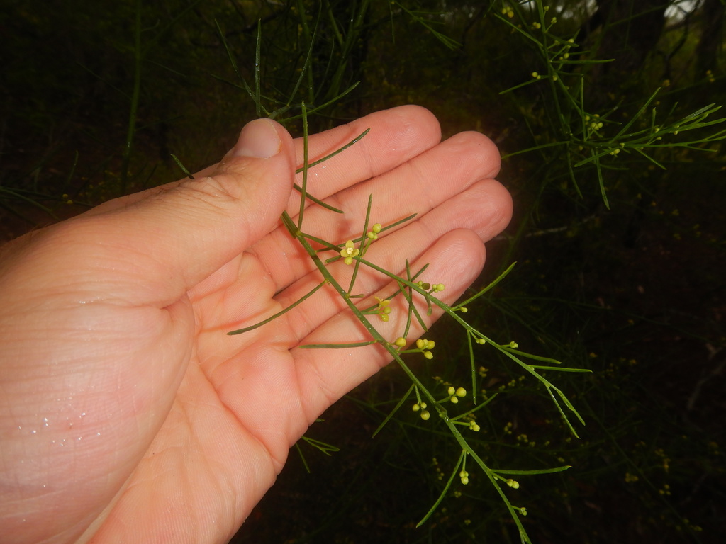 Anthobolus filifolius (Anthobolus filifolius)