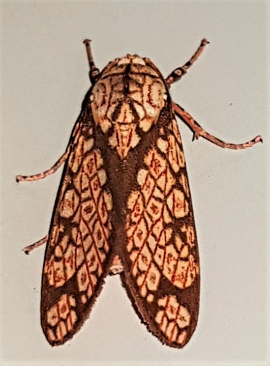 Cresera similis