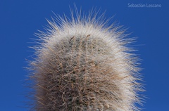 Trichocereus atacamensis