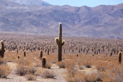 Trichocereus atacamensis