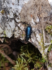 Platycerus caprea
