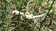 Mediodactylus danilewskii