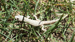 Mediodactylus danilewskii