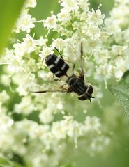 Leucozona laternaria