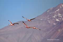 Phoenicoparrus andinus