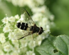 Leucozona laternaria
