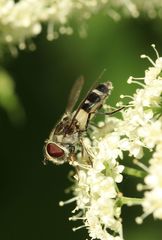 Leucozona laternaria