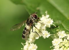 Leucozona laternaria
