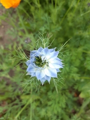 Nigella