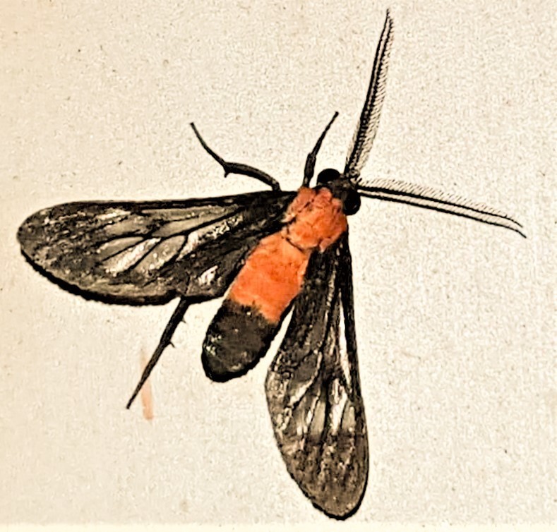 Holophaea vesta