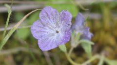 Phacelia exilis