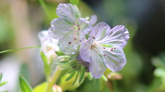 Phacelia exilis