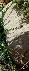 Telephium imperati