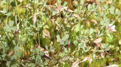 Trifolium monanthum